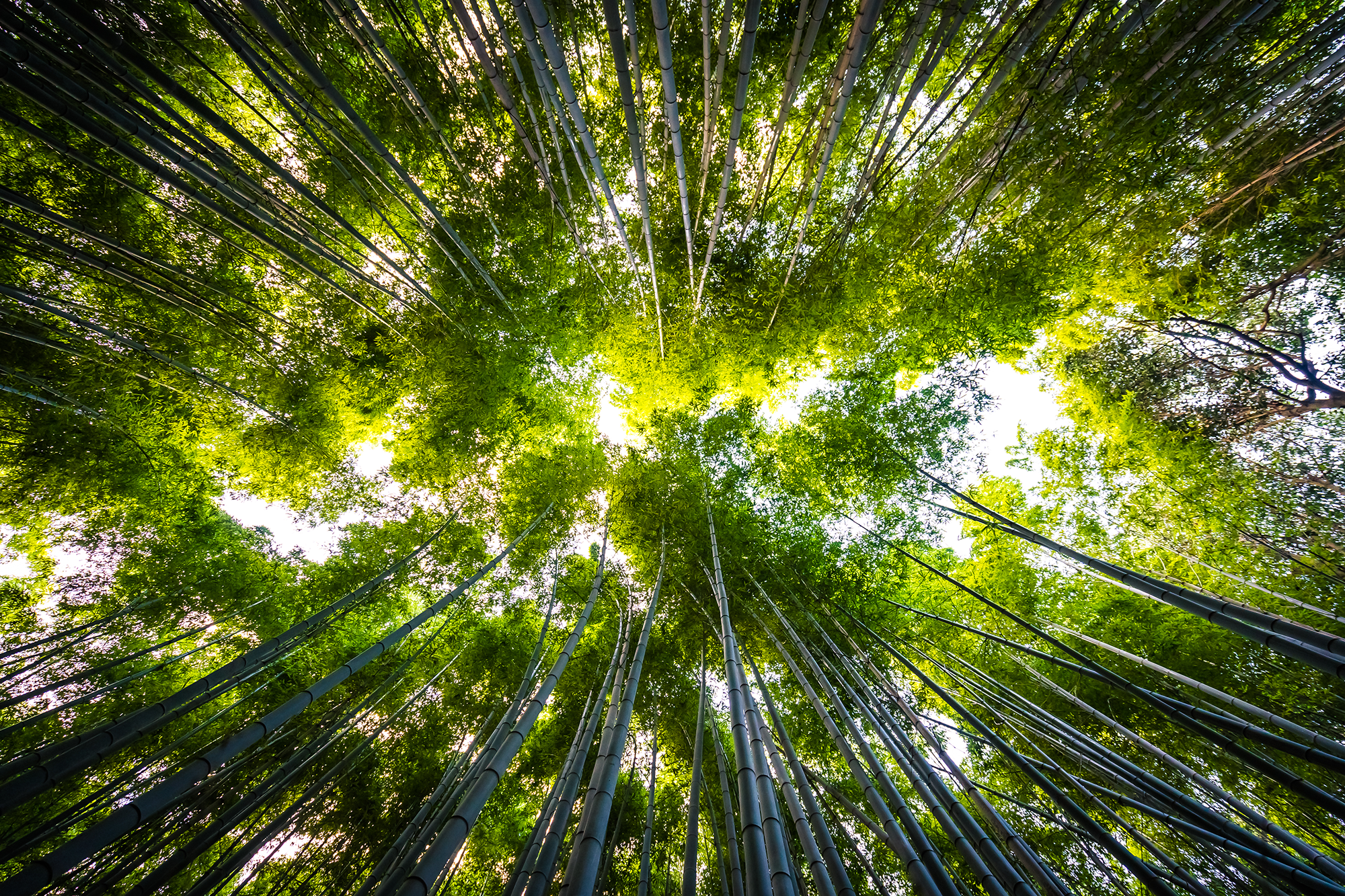 beautiful-landscape-bamboo-grove-forest-arashiyama-kyoto.png